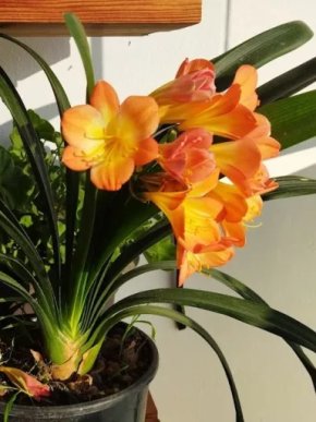 Klívie - Clivia miniata. Připravená rozkvést