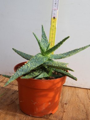Aloe hybrid - pěkně barevná nenáročná