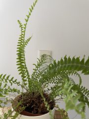 tempImageSLX7R7.jpg