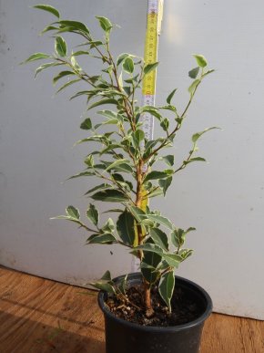 Benjamínek - Ficus benjamina twilight  ( bíle panašovaný)