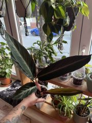 IMG_7335.jpeg