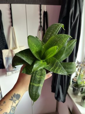 Sansevieria Robusta 🌿