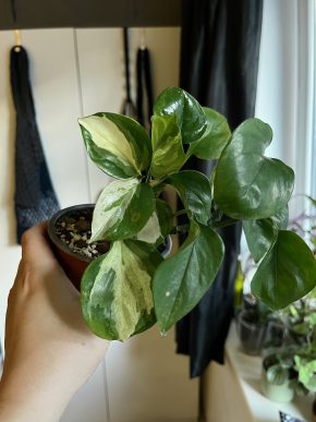 Epipremnum Manjula & Global green