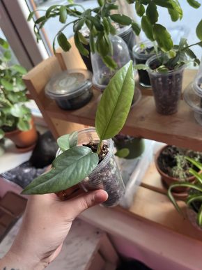 Epipremnum Cebu Blue