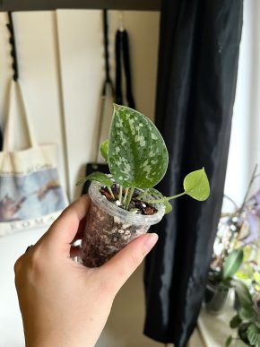 Scindapsus Pictus