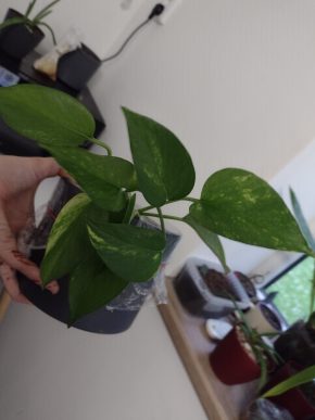 Epipremnum aureum - vyberu 5 hezkých ks
