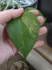 IMG_20250601_195716606.jpg