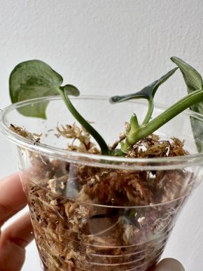 Scindapsus dark Borneo tricolor