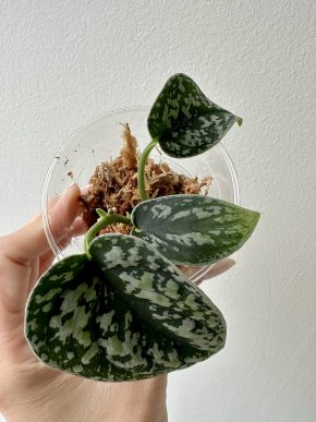 Scindapsus dark Borneo tricolor