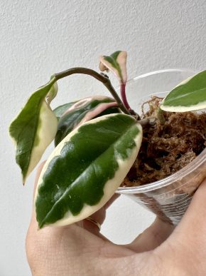 Hoya carnosa 'Krimson Queen Pink'