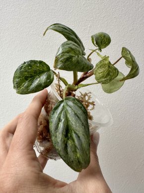 RARITKA 🌿 Philodendron sodiroi var Kopie