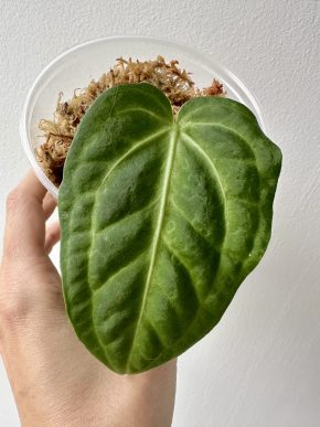 Anthurium villenaorum