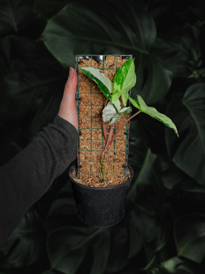 Rašeliníková tyč s plnými zády 25cm - vyplněná