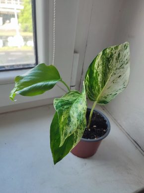 Šplhavnice / epipremnum / pothos marble queen #7