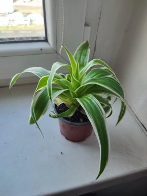 Chlorophytum comosum Ocean / Zelenec 'Ocean' #2
