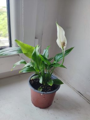 Lopatkovec / Spathiphyllum / Toulcovka #1