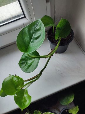 Šplhavnice / epipremnum / pothos global green #1