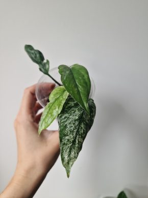 Epipremnum Merapi