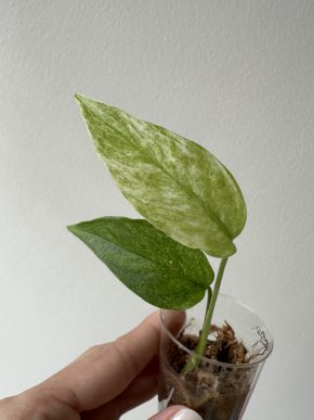 Monstera Laniata Mint ( Narrow form)