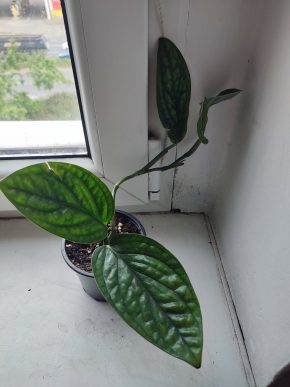 Monstera Karstenianum Peru / Epipremnum Marble planet #1