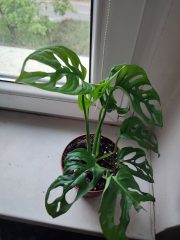 IMG_20250603_081431.jpg