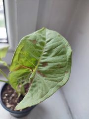 IMG_20250603_081252.jpg