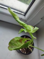IMG_20250603_081254.jpg