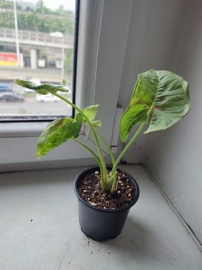 Syngonium Milk confetti #1