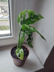 IMG_20250603_081013.jpg
