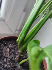 IMG_20250603_081018.jpg