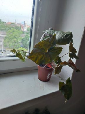 Syngonium Dark Maria #1