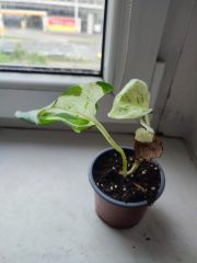 IMG_20250603_081045.jpg
