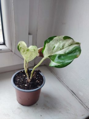 Šplhavnice / epipremnum happy leaf / pothos manjula #1