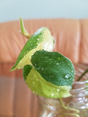 Philodendron Scandens Brasil - kořenící řízek