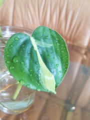 20250603_125114.jpg