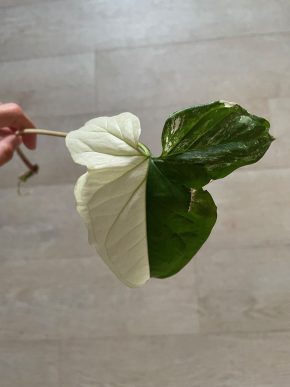 Syngonium Albo variegata