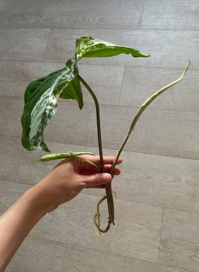 Syngonium Albo variegata