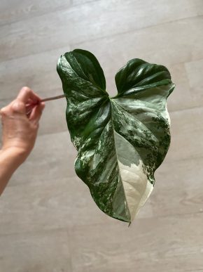 Syngonium Albo variegata