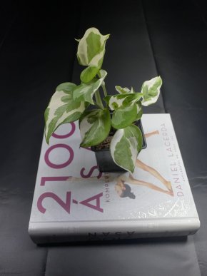 Epipremnum N Joy Kopie