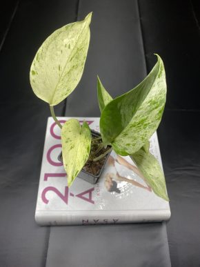 Epipremnum Marble Queen