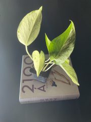 IMG_6914.jpeg