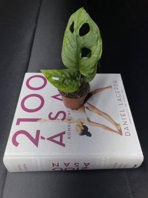 Monstera Adansonii Mint