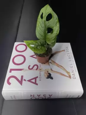 Monstera Adansonii Mint