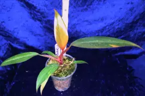 Philodendron orange princess