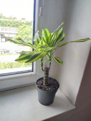 Dracena #1