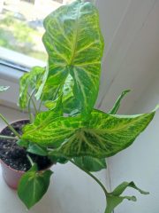 IMG_20250604_091136.jpg