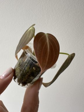 Philodendron melanochrysum z kolínka