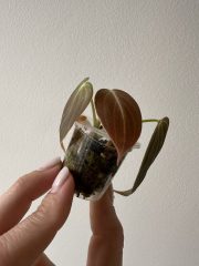IMG_5517.jpeg