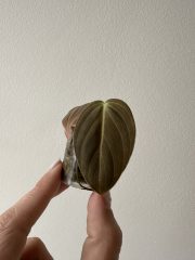 IMG_5516.jpeg