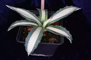 Agave americana var. mediopicta